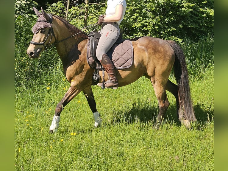 Pony tedesco Giumenta 8 Anni 149 cm Pelle di daino in Knetzgau