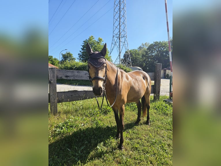 Pony tedesco Giumenta 8 Anni 149 cm Pelle di daino in Knetzgau