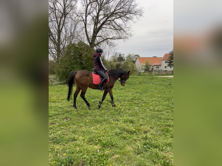 Pony tedesco Mix Giumenta 8 Anni 152 cm Baio in Sondershausen