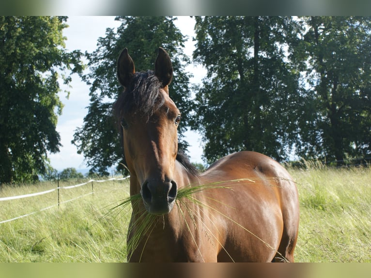 Pony tedesco Mix Giumenta 8 Anni 152 cm Baio in Sondershausen