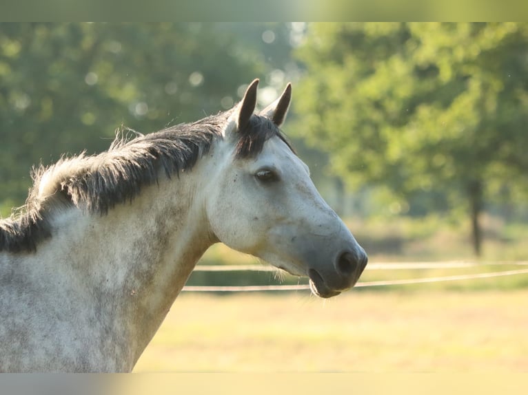Pony tedesco Giumenta 8 Anni 152 cm Grigio pezzato in Uplengen