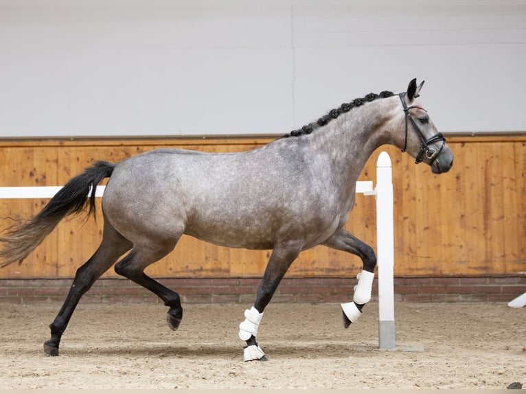 Pony tedesco Giumenta 8 Anni 152 cm Grigio pezzato in Uplengen