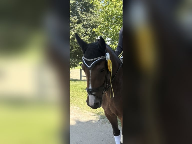 Pony tedesco Mix Giumenta 8 Anni 152 cm Pezzato in P&#xFC;rgen