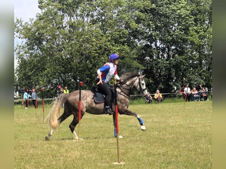 Pony tedesco Giumenta 8 Anni 154 cm Grigio in Kiel