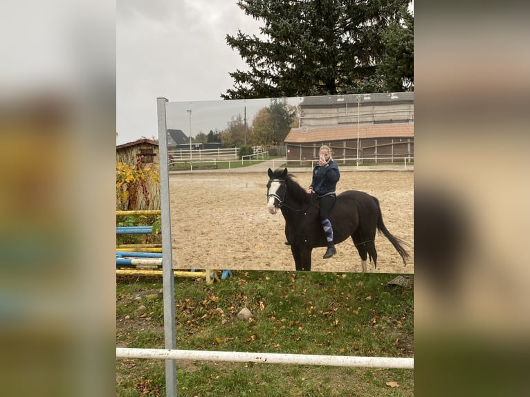 Pony tedesco Giumenta 8 Anni 155 cm Grigio ferro in Rostock