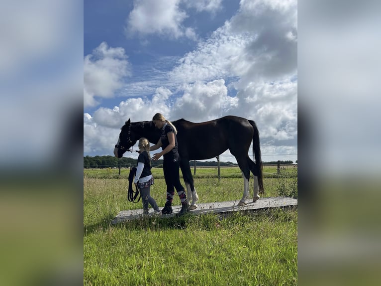 Pony tedesco Giumenta 8 Anni 155 cm Grigio ferro in Rostock