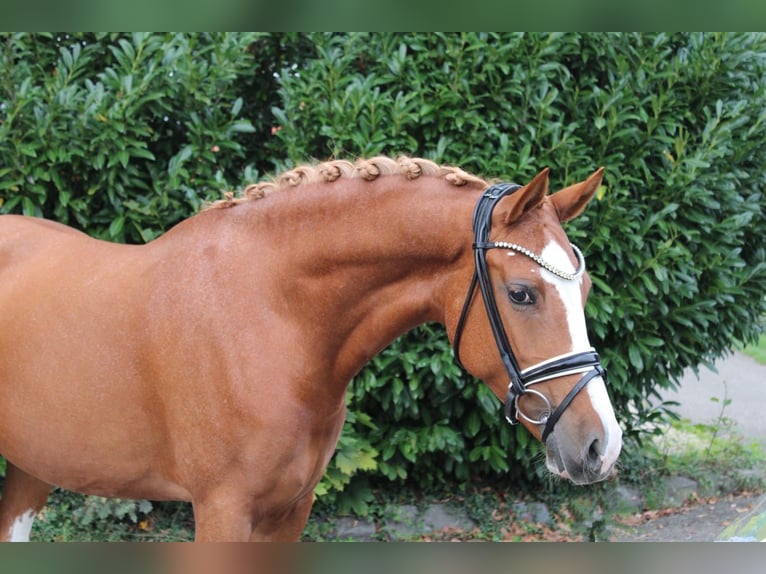 Pony tedesco Giumenta 8 Anni 155 cm Sauro in Recke, bei Osnabrück