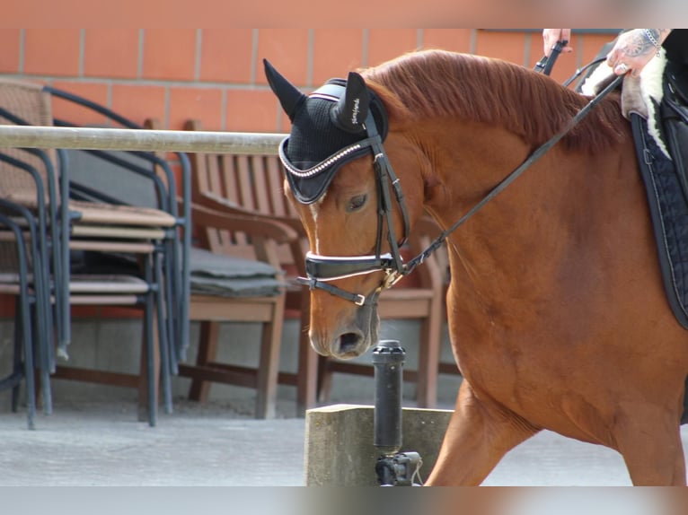 Pony tedesco Giumenta 8 Anni 156 cm Sauro in Dortmund