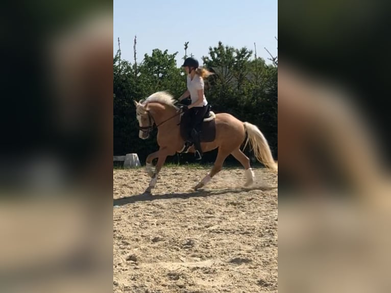 Pony tedesco Giumenta 8 Anni Palomino in Waldbröl
