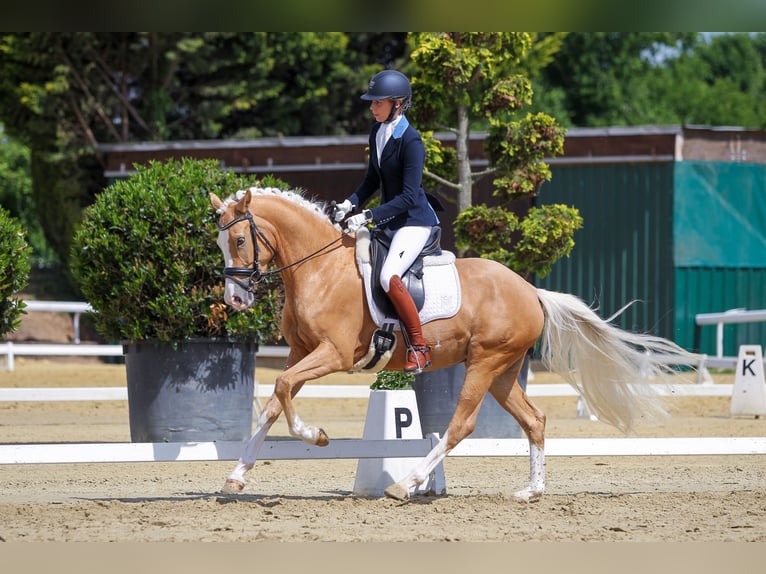 Pony tedesco Giumenta 8 Anni Palomino in Waldbröl