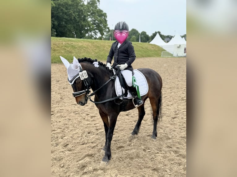 Pony tedesco Giumenta 9 Anni 120 cm Baio scuro in Bremerv&#xF6;rde