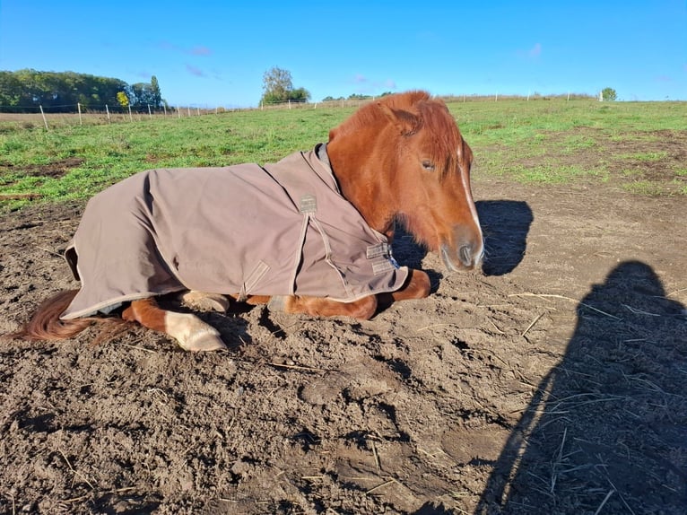 Pony tedesco Mix Giumenta 9 Anni 135 cm Sauro in Glaubitz