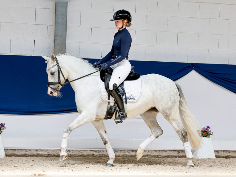 Pony tedesco Giumenta 9 Anni 139 cm Grigio in Marsberg