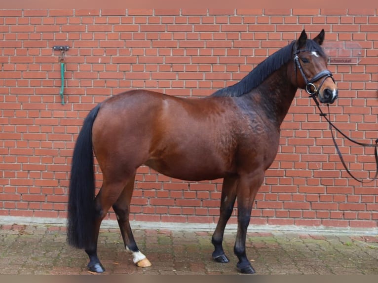 Pony tedesco Giumenta 9 Anni 140 cm Baio in Hessisch Oldendorf