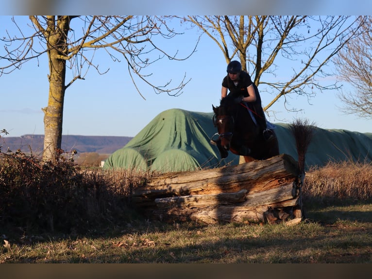 Pony tedesco Giumenta 9 Anni 140 cm Baio in Hessisch Oldendorf