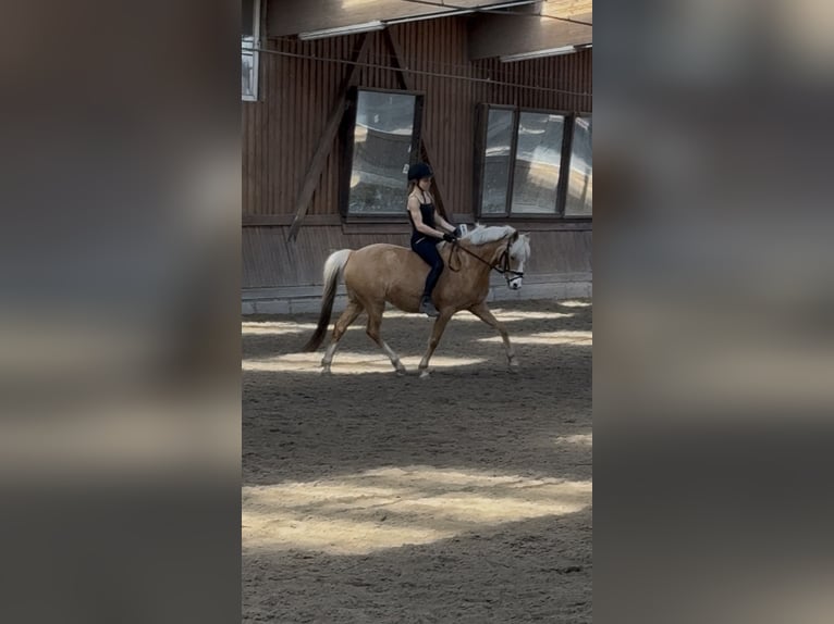 Pony tedesco Giumenta 9 Anni 140 cm Palomino in Stahnsdorf