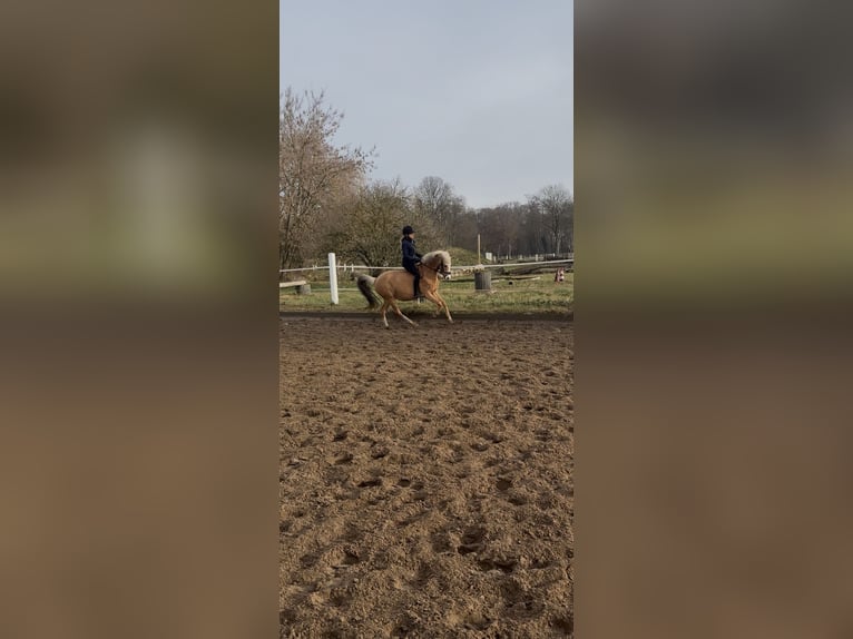 Pony tedesco Giumenta 9 Anni 140 cm Palomino in Stahnsdorf