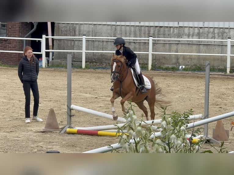 Pony tedesco Giumenta 9 Anni 140 cm Sauro in Brilon