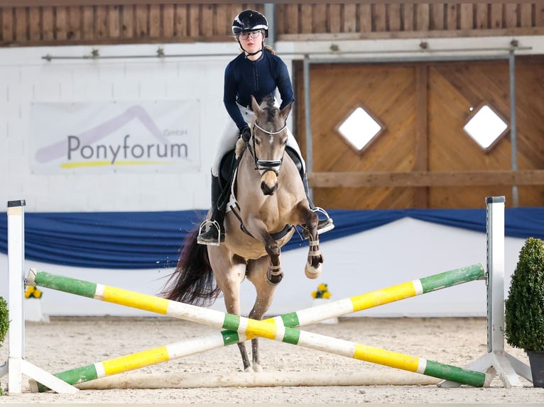 Pony tedesco Giumenta 9 Anni 141 cm Falbo in Marsberg
