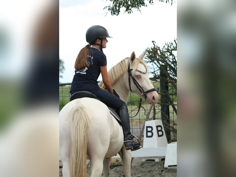 Pony tedesco Giumenta 9 Anni 142 cm Perlino in Malderen