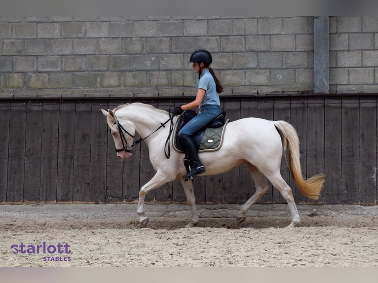 Pony tedesco Giumenta 9 Anni 142 cm Perlino in Malderen