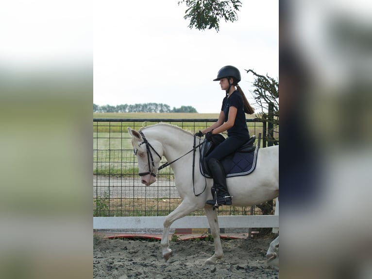 Pony tedesco Giumenta 9 Anni 142 cm Perlino in Malderen
