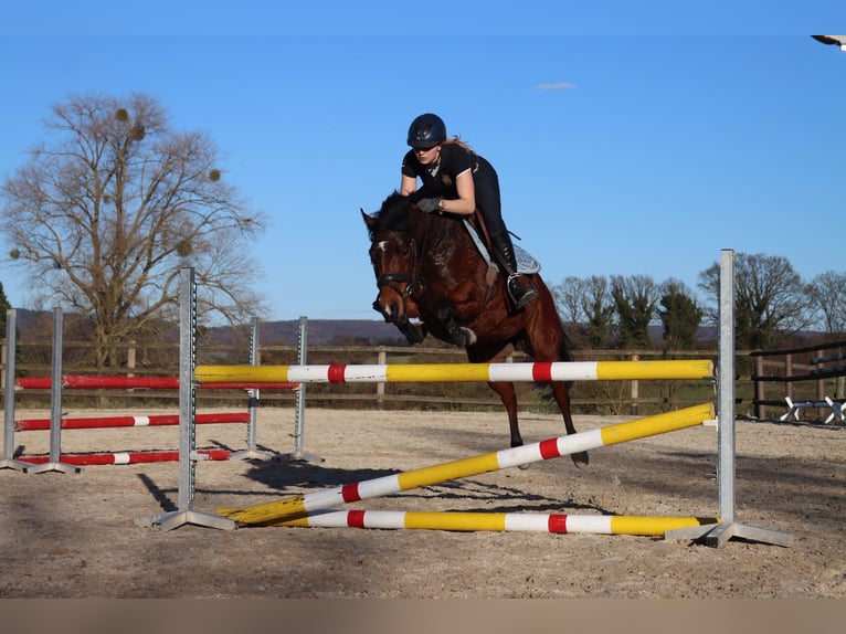 Pony tedesco Giumenta 9 Anni 143 cm Baio in Hessisch Oldendorf