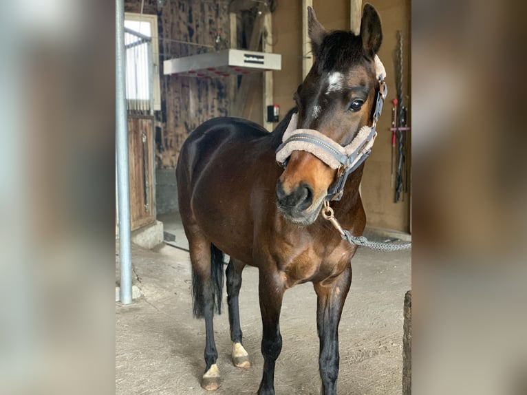 Pony tedesco Giumenta 9 Anni 143 cm Baio scuro in Engstingen