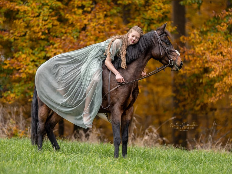 Pony tedesco Giumenta 9 Anni 143 cm Baio scuro in Engstingen