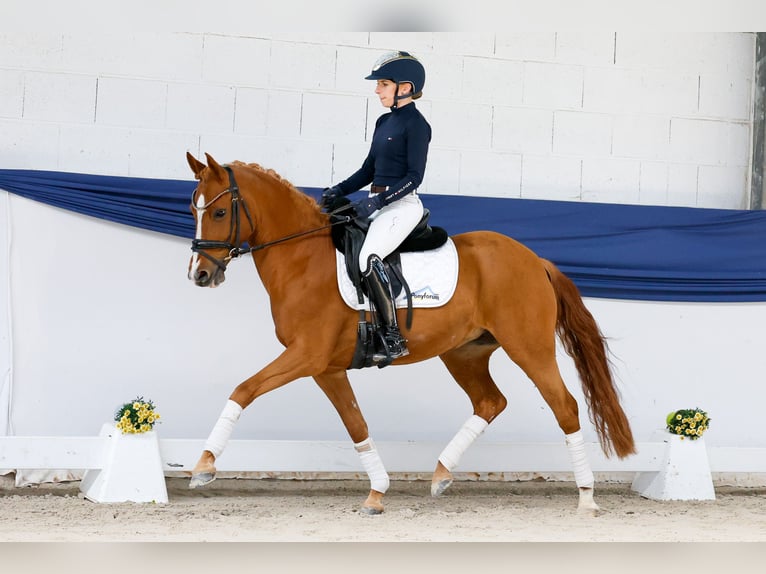 Pony tedesco Giumenta 9 Anni 143 cm Sauro in Marsberg