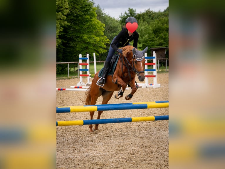 Pony tedesco Giumenta 9 Anni 143 cm Sauro in Wannweil