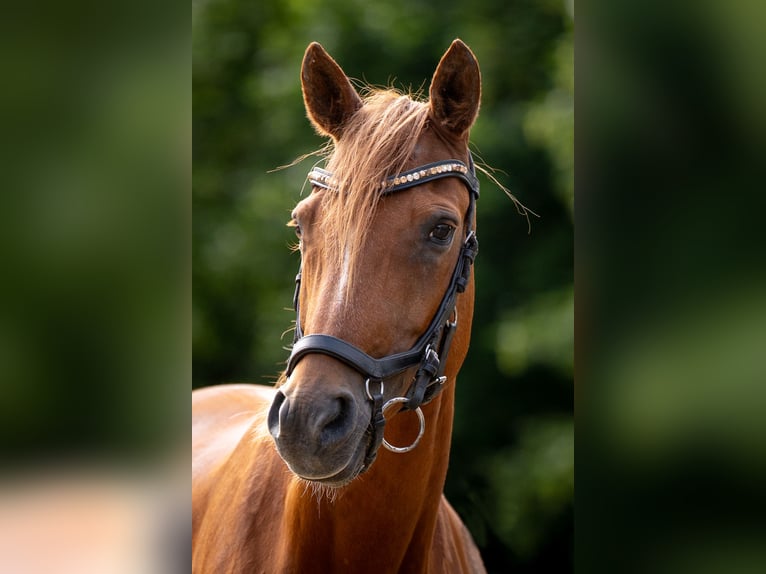 Pony tedesco Giumenta 9 Anni 143 cm Sauro in Wannweil