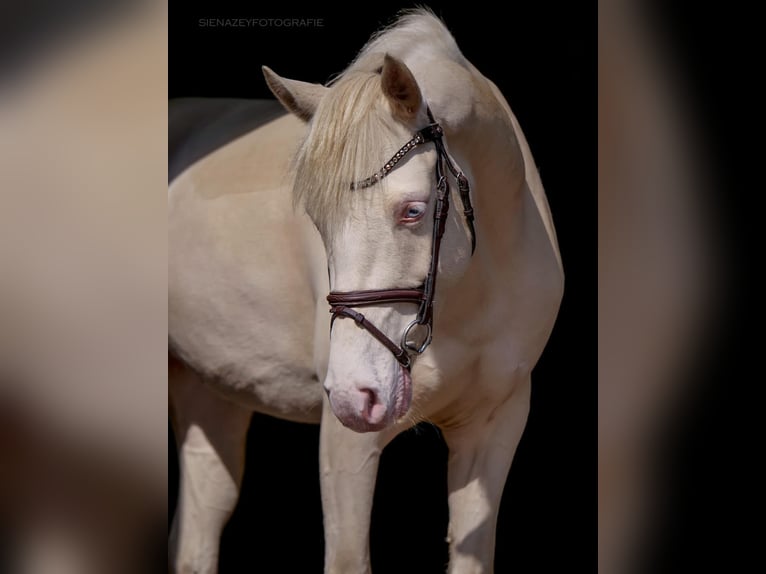 Pony tedesco Giumenta 9 Anni 144 cm Cremello in Eggermühlen