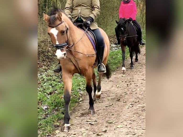 Pony tedesco Giumenta 9 Anni 144 cm Falbo in Billerbeck