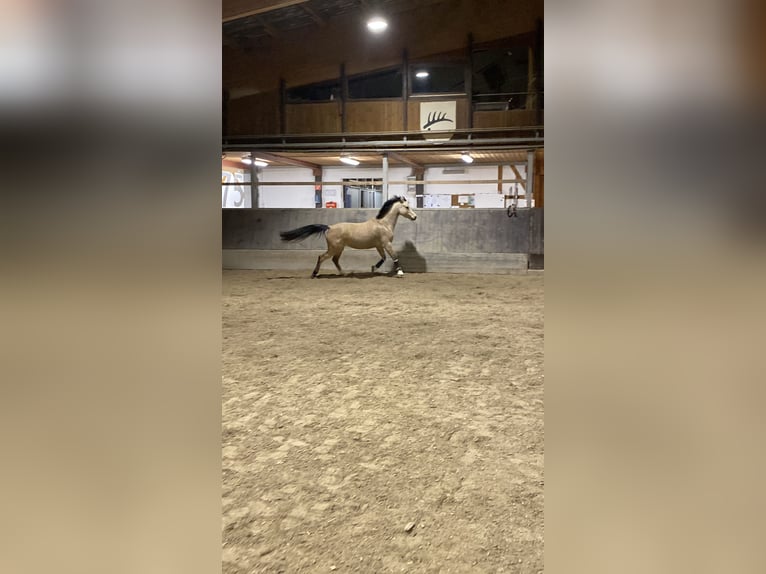 Pony tedesco Giumenta 9 Anni 145 cm Pelle di daino in Nußloch