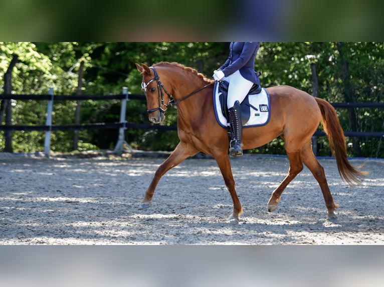Pony tedesco Giumenta 9 Anni 145 cm Sauro in Attendorn