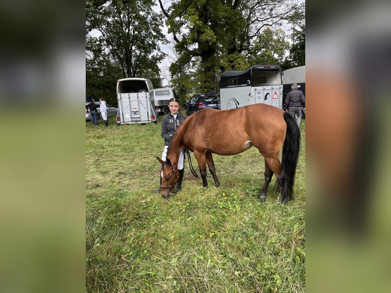 Pony tedesco Giumenta 9 Anni 146 cm Baio in Bayrischzell