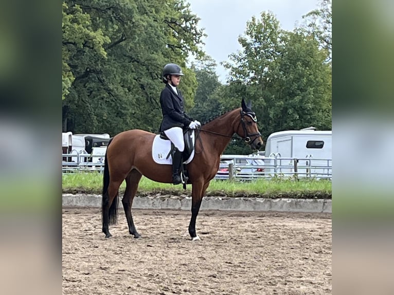 Pony tedesco Giumenta 9 Anni 146 cm Baio in Bayrischzell