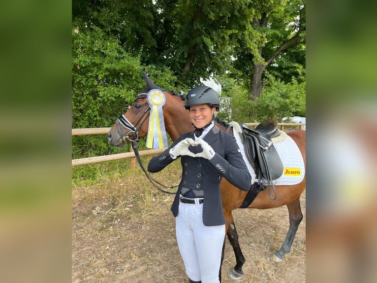 Pony tedesco Giumenta 9 Anni 146 cm Baio in Harsdorf