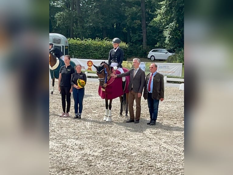 Pony tedesco Giumenta 9 Anni 146 cm Baio in Harsdorf