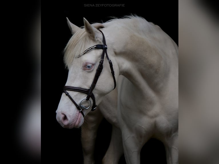 Pony tedesco Giumenta 9 Anni 146 cm Cremello in Eggermühlen