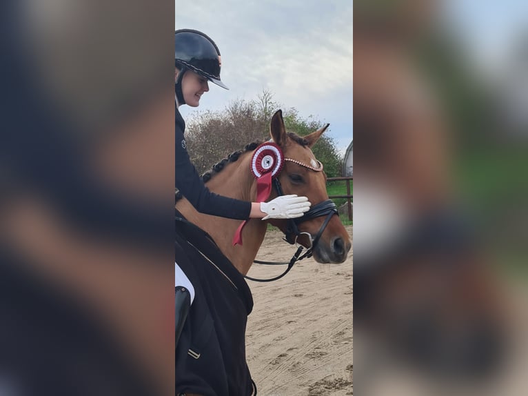 Pony tedesco Giumenta 9 Anni 146 cm Falbo in Ringsted