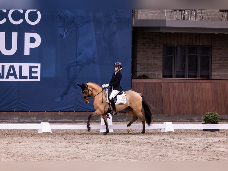 Pony tedesco Giumenta 9 Anni 146 cm Falbo in Ringsted