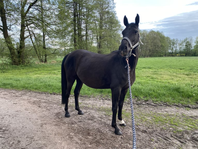 Pony tedesco Giumenta 9 Anni 146 cm Morello in Zerbst/Anhalt