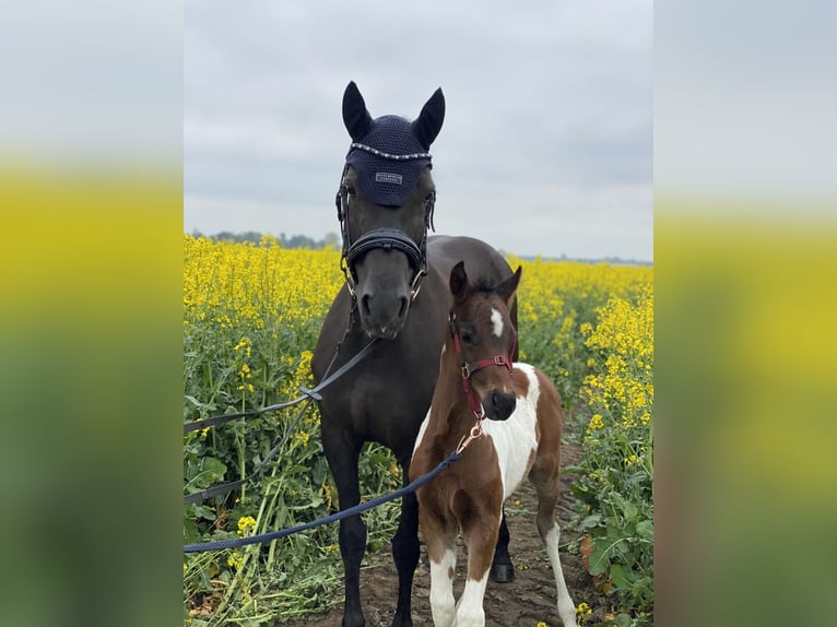 Pony tedesco Giumenta 9 Anni 146 cm Morello in Zerbst/Anhalt