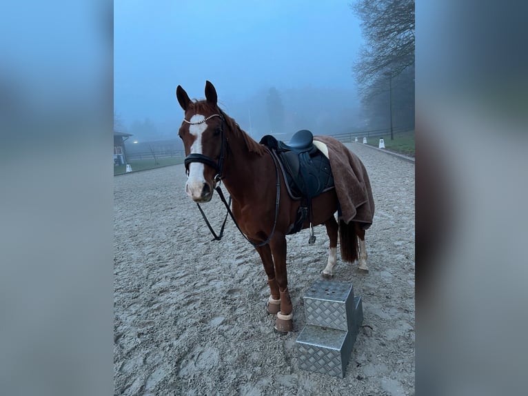 Pony tedesco Giumenta 9 Anni 146 cm Sauro in Schönberg