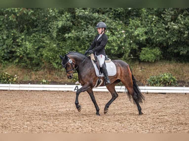 Pony tedesco Giumenta 9 Anni 147 cm Baio in Haren