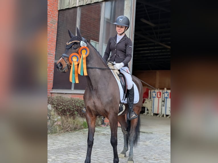 Pony tedesco Giumenta 9 Anni 147 cm Baio in Haren