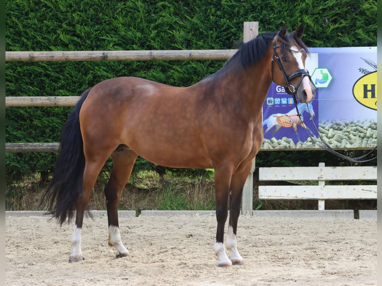 Pony tedesco Giumenta 9 Anni 147 cm Baio in Nottuln