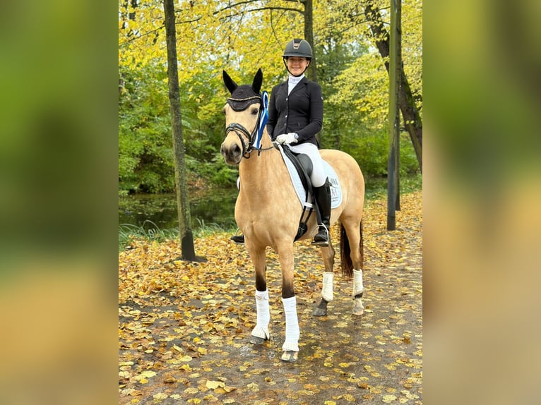 Pony tedesco Giumenta 9 Anni 147 cm Falbo in Tönisvorst
